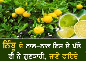 benefits of lemon leaves