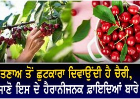 health benefits of cherries