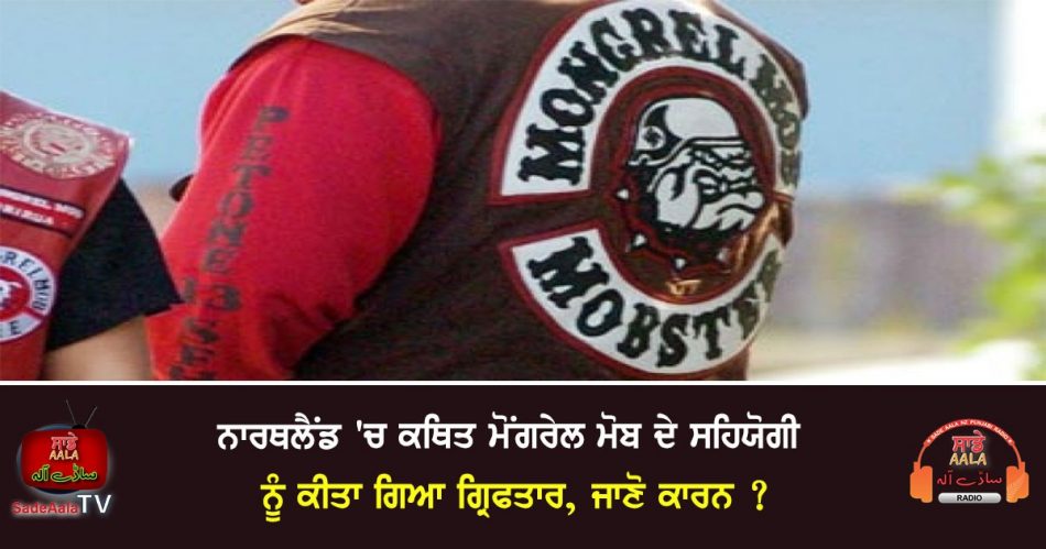 alleged mongrel mob ally arrested