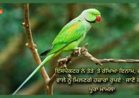 meerut reward on parrot