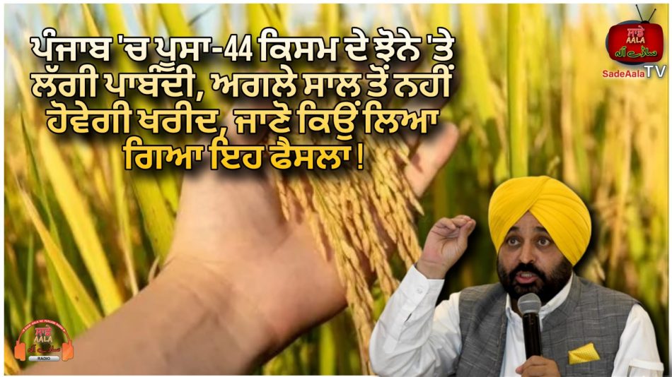 punjab govt bans pusa 44 variety