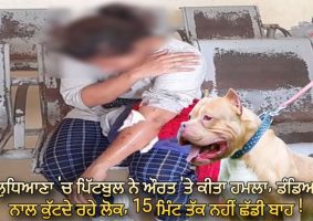 pitbull dog attacks woman