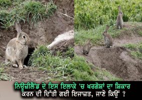 out of control rabbits in blenheim