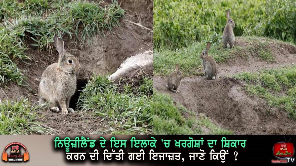 out of control rabbits in blenheim