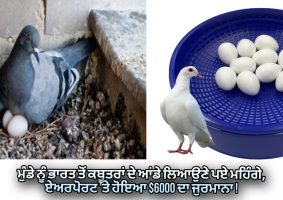bring expensive pigeon eggs